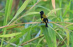 Black-headed Siskin